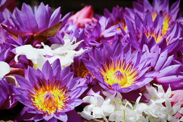 Obraz premium purple water lily (Nymphaea nouchali)
