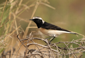 Pied wheatear perched on twig, Hamala, Bahrain