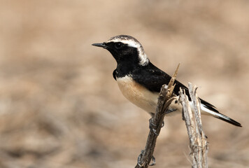 Pied wheatear perched on a twig