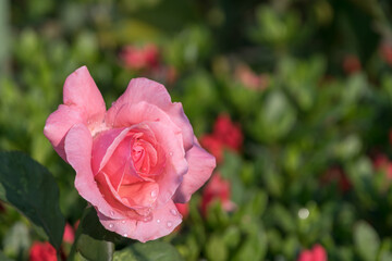 Glorious screen background with this pink rose and green plants in the back