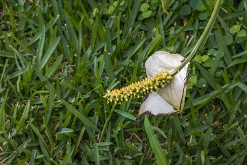 Naklejka premium The piece lily flower when dying the spadix becomes greener