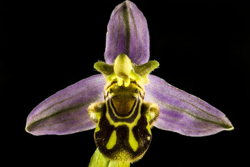 Fotografia macro de una flor de la orquidea (ophrys apifera)