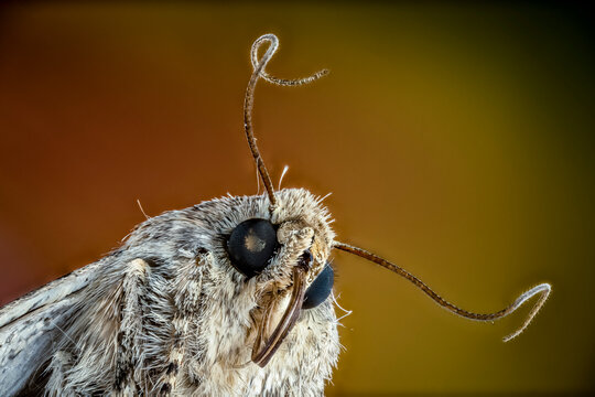 Fotografia macro de una polilla sobre fondo naranja