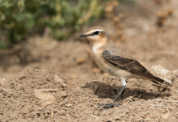 Isabelline Wheatear at Hamala, Bahrain