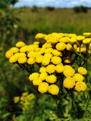 Tanacetum vulgare blooms in a hot summer meadow