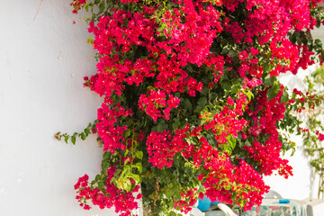 Bougainvillea flowers in bloom. Photo taken on Santorini island in Greece