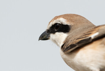 Closeup of Red-tailed Shrike