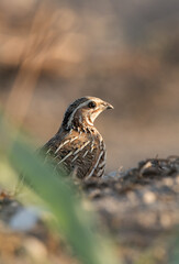 Common Quail