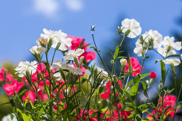 spring flowers in the field