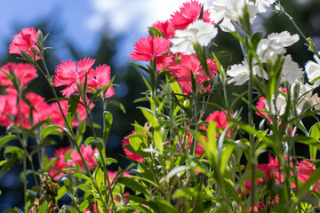 pink and white flowers