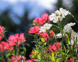 pink flowers in the garden