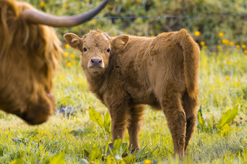 Highland Cattle.- Schottisches Hochlandrind