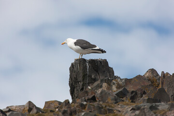 Antarctica gull close up on a sunny winter day