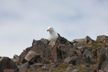 Antarctica albatross close up on a sunny winter day