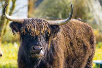 Highland Cattle.- Schottisches Hochlandrind