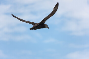 Antarctica albatross in flight close-up on a cloudy winter day