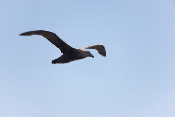 Antarctica albatross in flight close-up on a cloudy winter day
