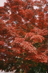 Vivid red color autumn tree leaves in Japan