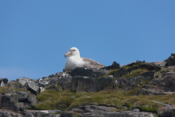 Antarctica albatross close up on a sunny winter day