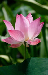 pink sacred lotus in a garden