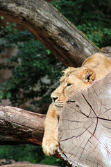 Löwe schläft auf Baumstamm