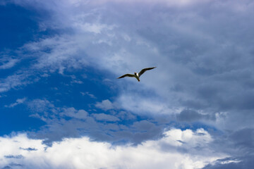 bird in flight, a bird on a background of clouds. flying gull