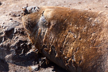 Antarctica elephant seal close up on a sunny winter day