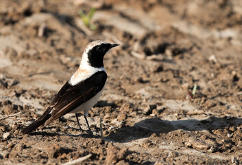 Black-eared Wheatear perched on the ground