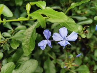 blue flowers in the garden