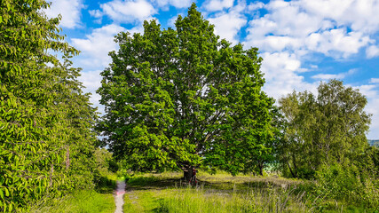 trees in the field
