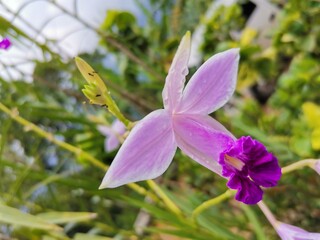 purple orchid flower