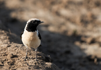 Closeup of Black-eared Wheatear