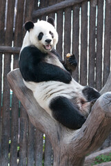 Fototapeta premium Chinese tourist symbol and attraction - Giant panda bear eating fruits