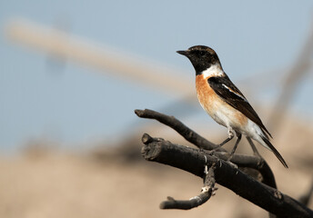 Siberian stonechat