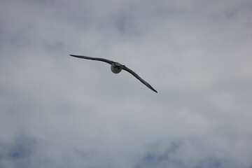 Antarctica albatross in flight close-up on a cloudy winter day