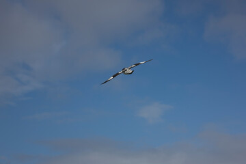 Fototapeta premium Antarctica albatross close up on a sunny winter day