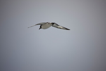 Antarctica albatross in flight close-up on a cloudy winter day