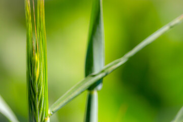 Obraz premium green bamboo leaves