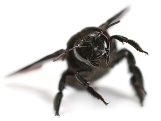 Xylocopa violacea, violet carpenter bee (Europe) isolated on white  background