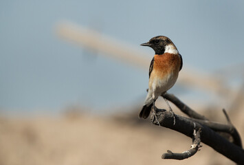 Siberian stonechat perched on a wooden log