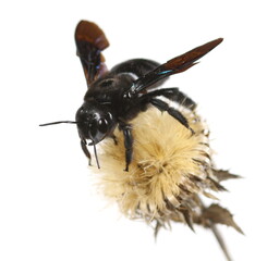 Xylocopa violacea, violet carpenter bee (Europe) isolated on white  background
