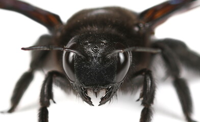 Xylocopa violacea, violet carpenter bee (Europe) isolated on white  background