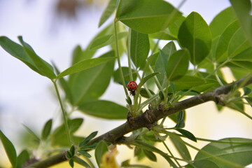 a ladybug crawls along the branches of a yellow acacia tree