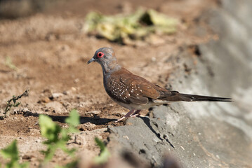 Diamond dove at Bahrain