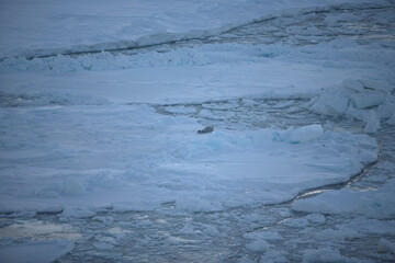 Antarctica landscape with ice and icebergs at sunset on a winter day