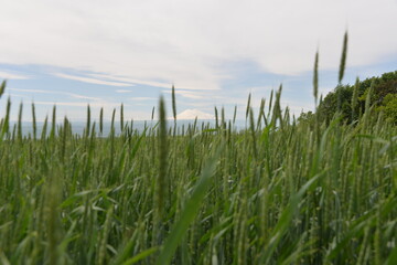Fototapeta premium a vast green field of grain grows under the sun, planted in early spring