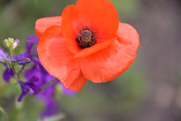 Fototapeta premium a beautiful red poppy grows by the side of fields in spring