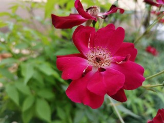 Obraz premium red flower in the garden