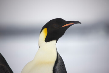 Naklejka na ściany i meble Antarctica emperor penguin close-up on a winter cloudy day