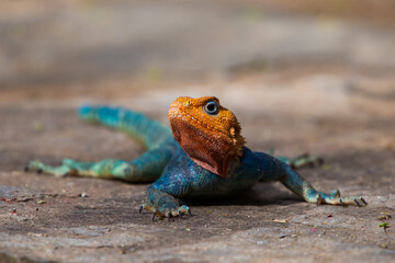 Kenya Red-headed Rock Agama 